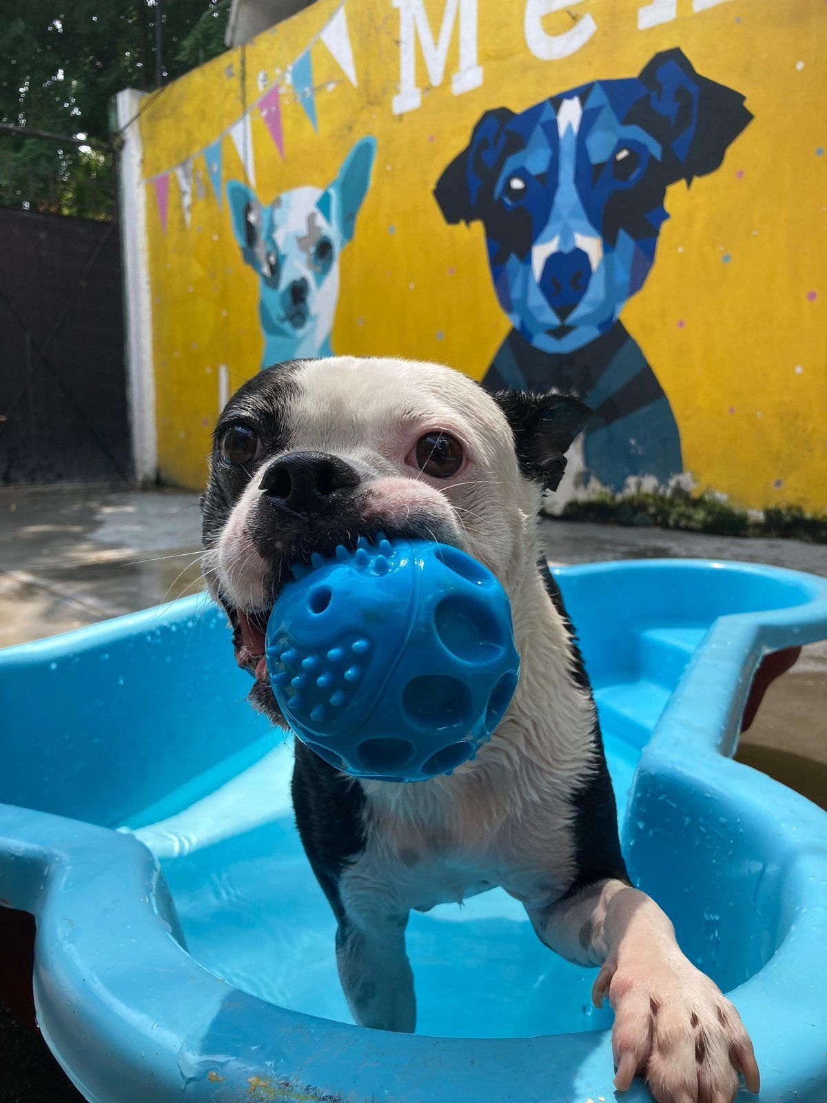 Boston terrier con una pelota azul en el hocico, de pie en la alberca, con el mural de Mexicaninos detrás
