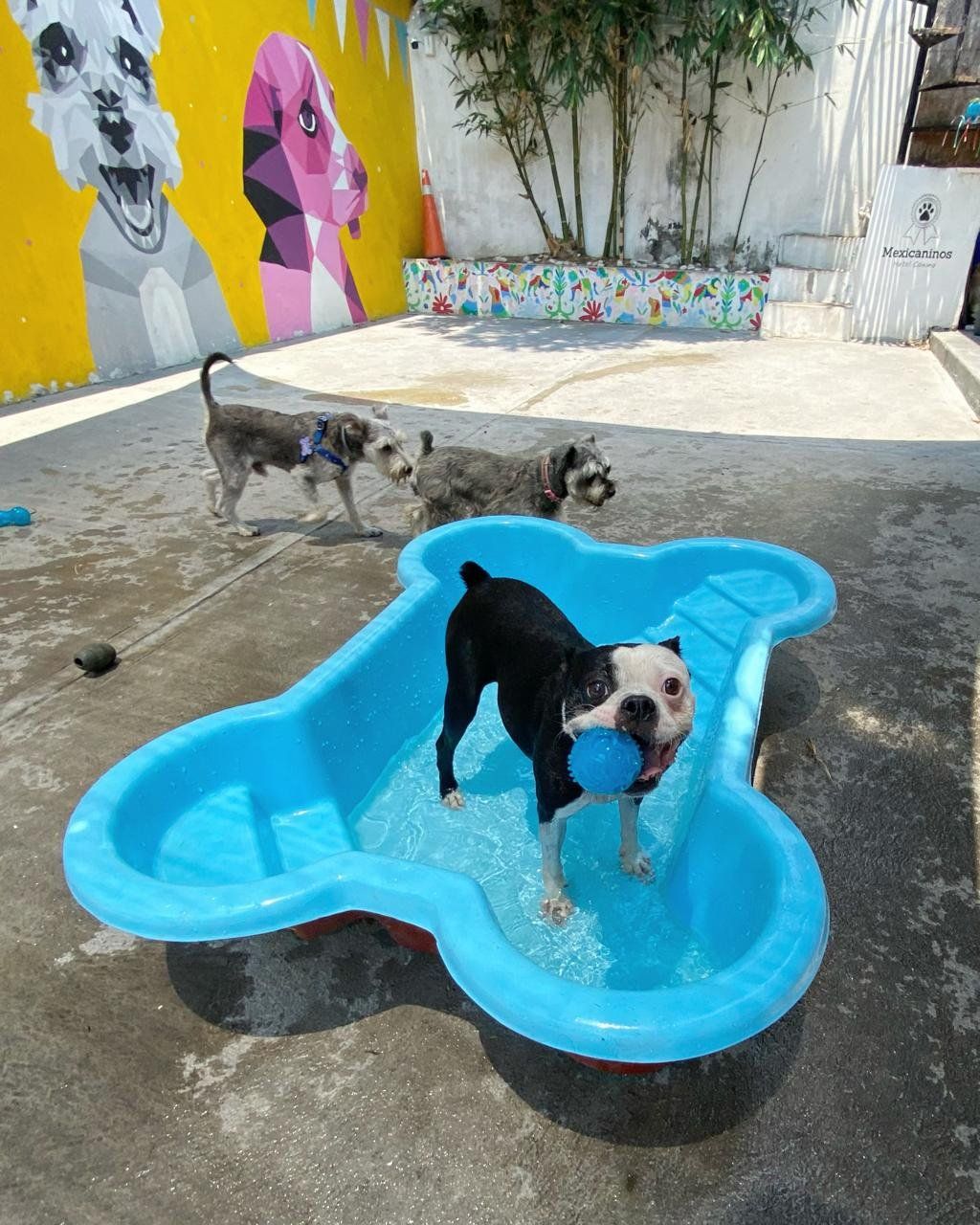 Boston terrier jugando con una pelota dentro de la alberca azul