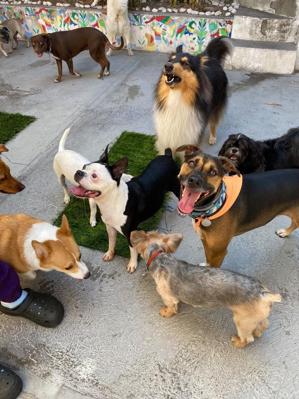 Collie, bulldog francés y otros perritos conviviendo sueltos en el patio de la guardería