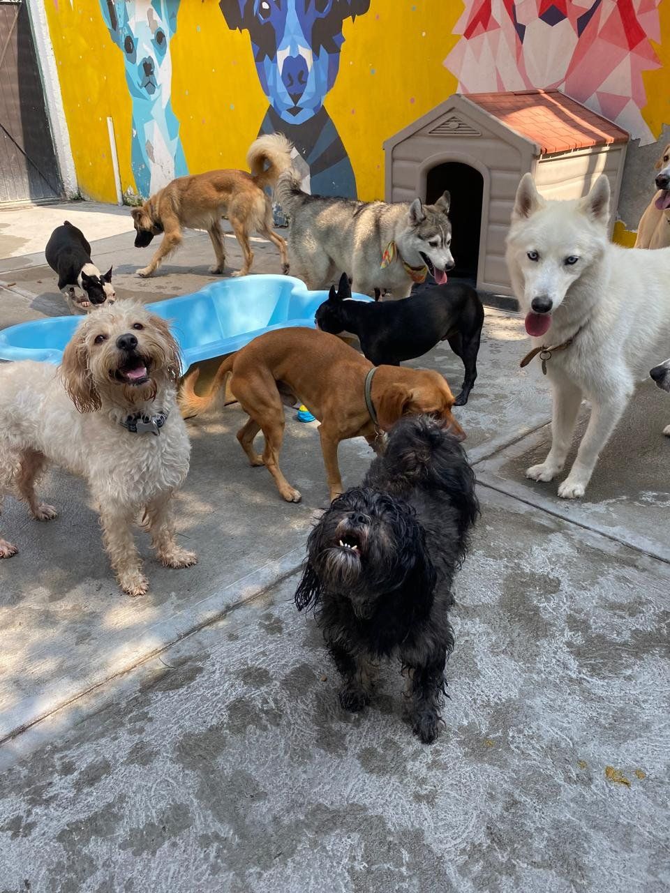 Perritos alrededor de la alberca con el mural amarillo de Mexicaninos de fondo