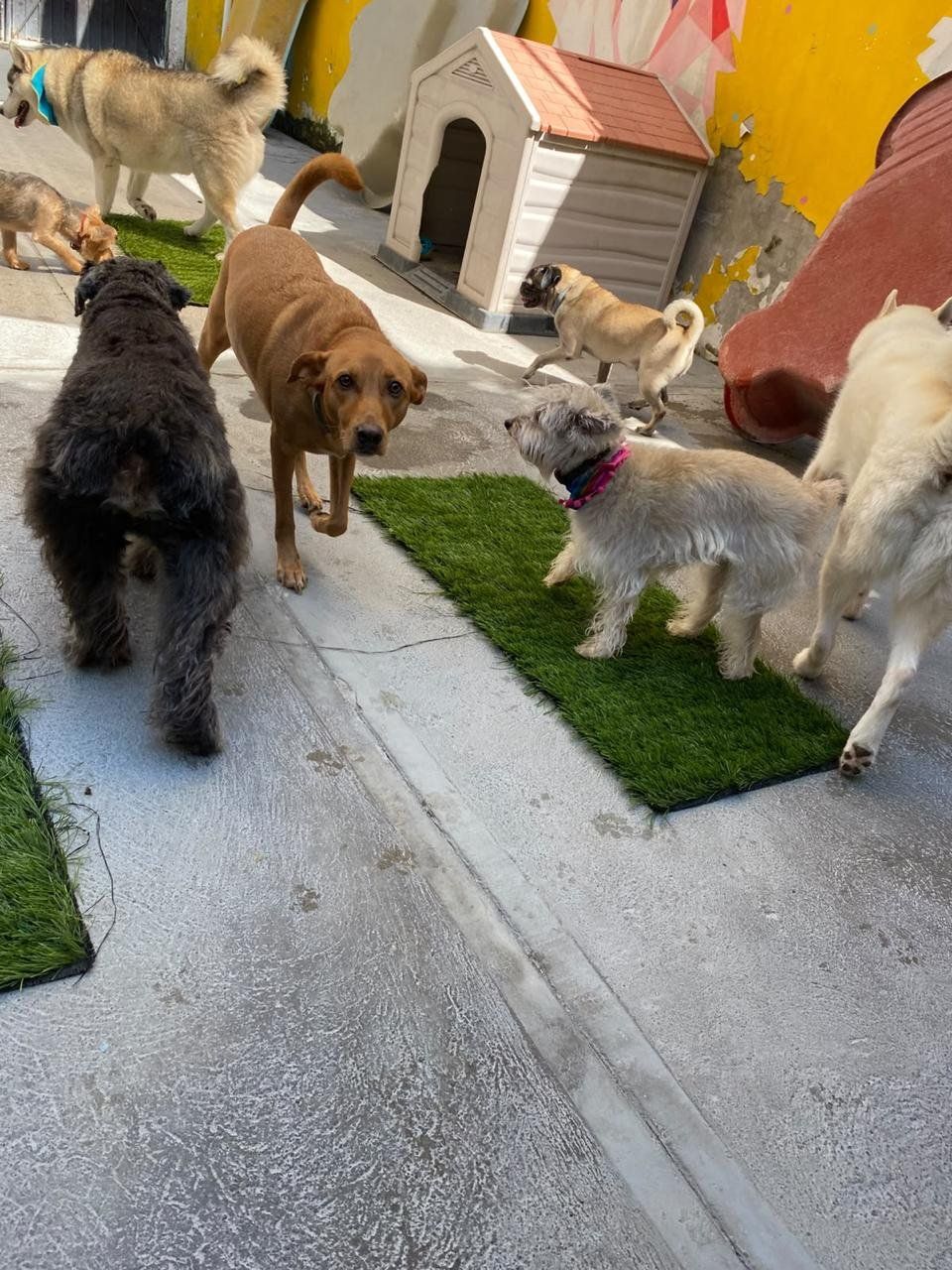 Manada de perritos chicos y medianos jugando en el patio, junto a la casita y el pasto sintético