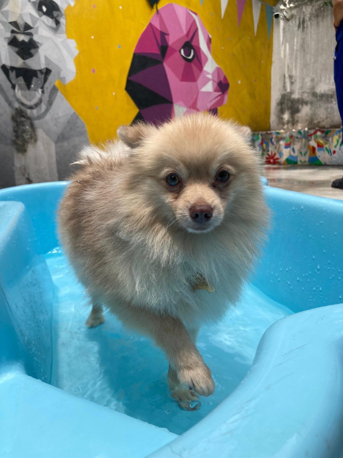 Pomerania mojado y feliz dentro de la alberca azul del patio