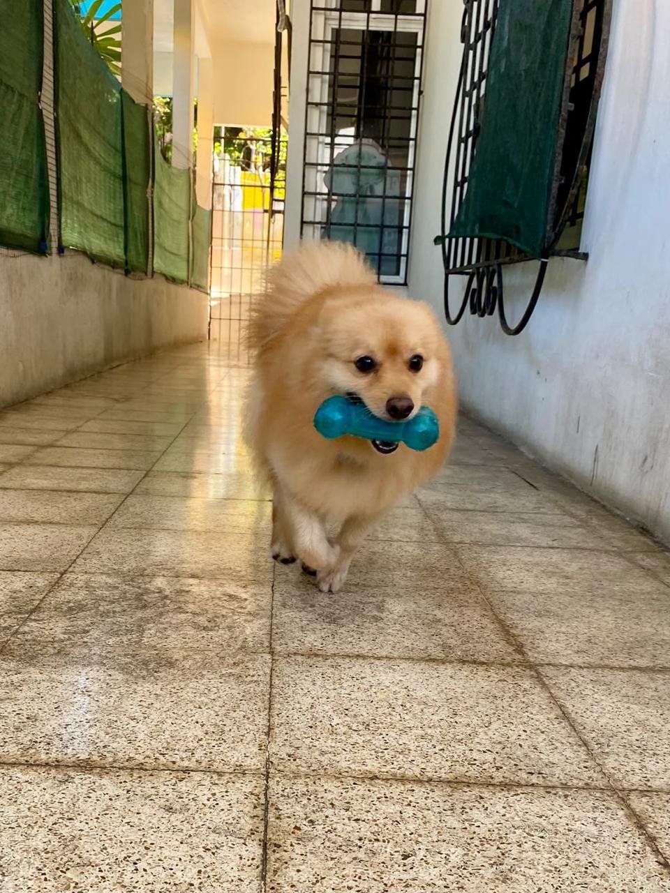 Pomerania corriendo por el pasillo del hotel con un juguete en el hocico