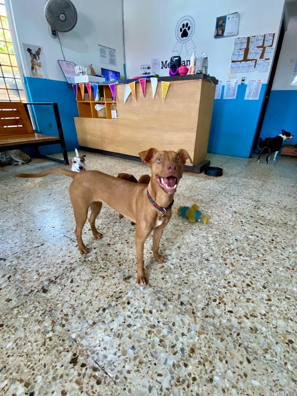 Perrito café sonriendo en la recepción del hotel
